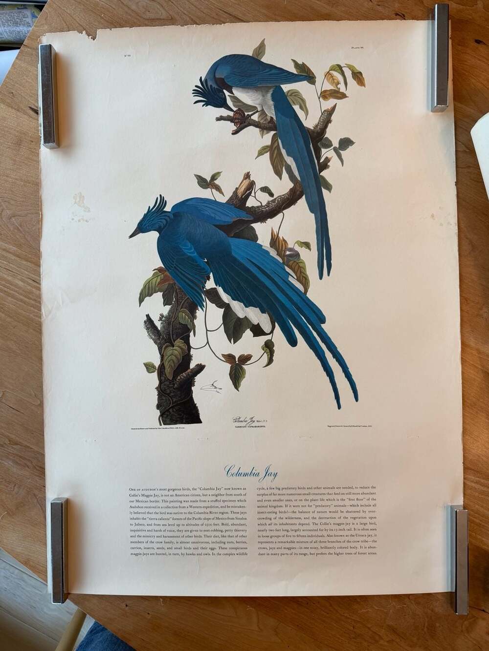 Vintage 1957 Audubon Prints Lot of 9 Northwestern Mutual Centennial Portfolio